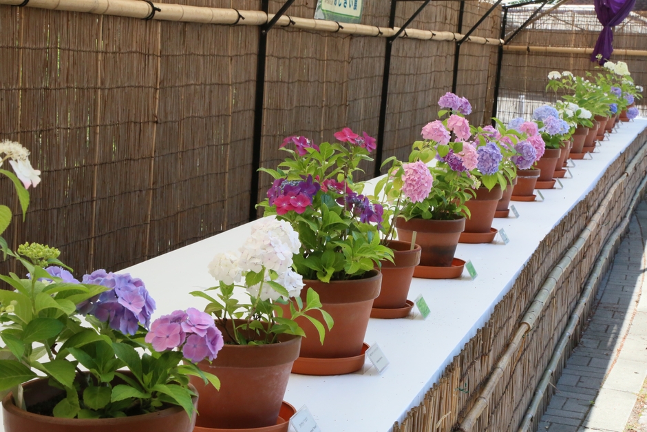 あじさい展(令和3年撮影)