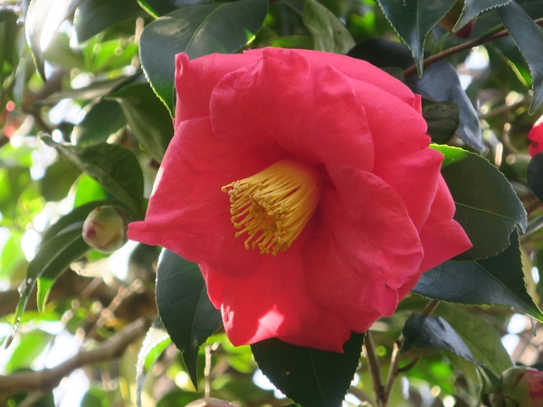 明石潟（アカシガタ）