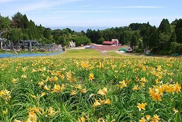 六甲山カンツリーハウス 約27,000株の「ニッコウキスゲの大群落！」 5月26日（土）～ 関西随一の規模で本格OPEN！