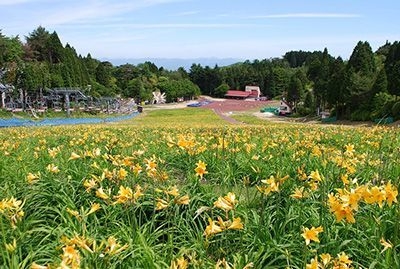 昨年のニッコウキスゲの様子