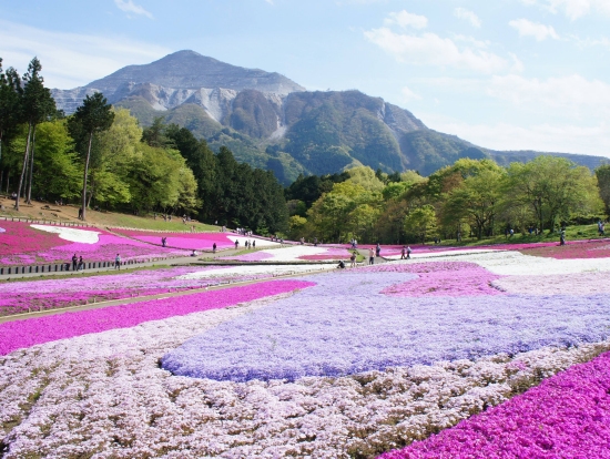 秩父 芝桜の丘 羊山公園