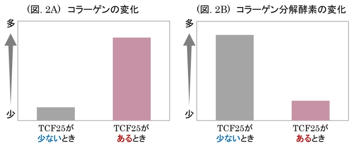 (図. 2A) コラーゲンの変化 ／ (図. 2B) コラーゲン分解酵素の変化