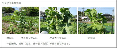 キュウリ生育状況比較