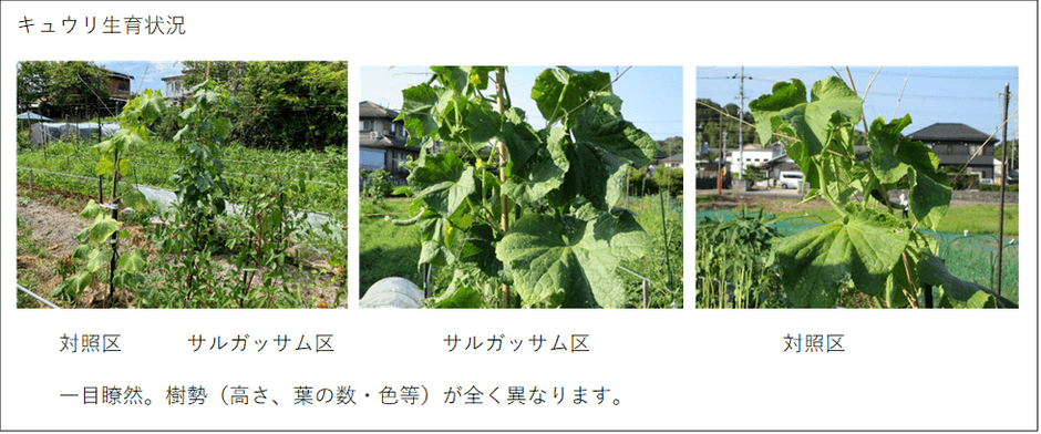 キュウリ生育状況比較