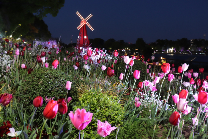 浮間公園「花と光のムーブメント」ライトアップ（4月11日撮影）