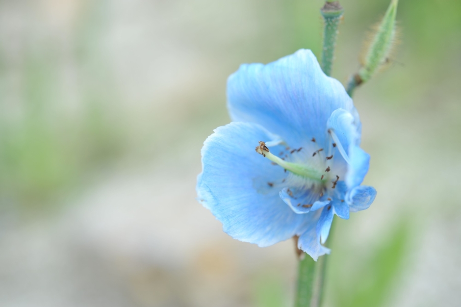 白馬五竜テレキャビン(ホテルより車で30分)