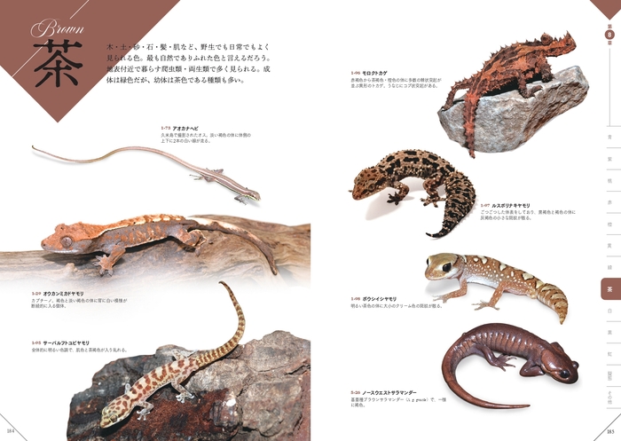 茶 『色彩別 爬虫類・両生類図鑑』