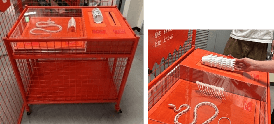 【展示台3】骨格標本とハンズオン