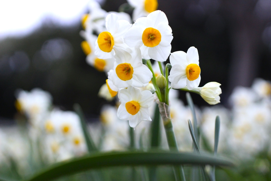 葛西臨海公園のスイセン（令和５年２月の様子）