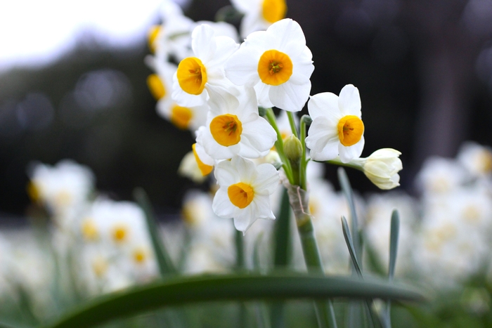 葛西臨海公園のスイセン(令和5年2月の様子)