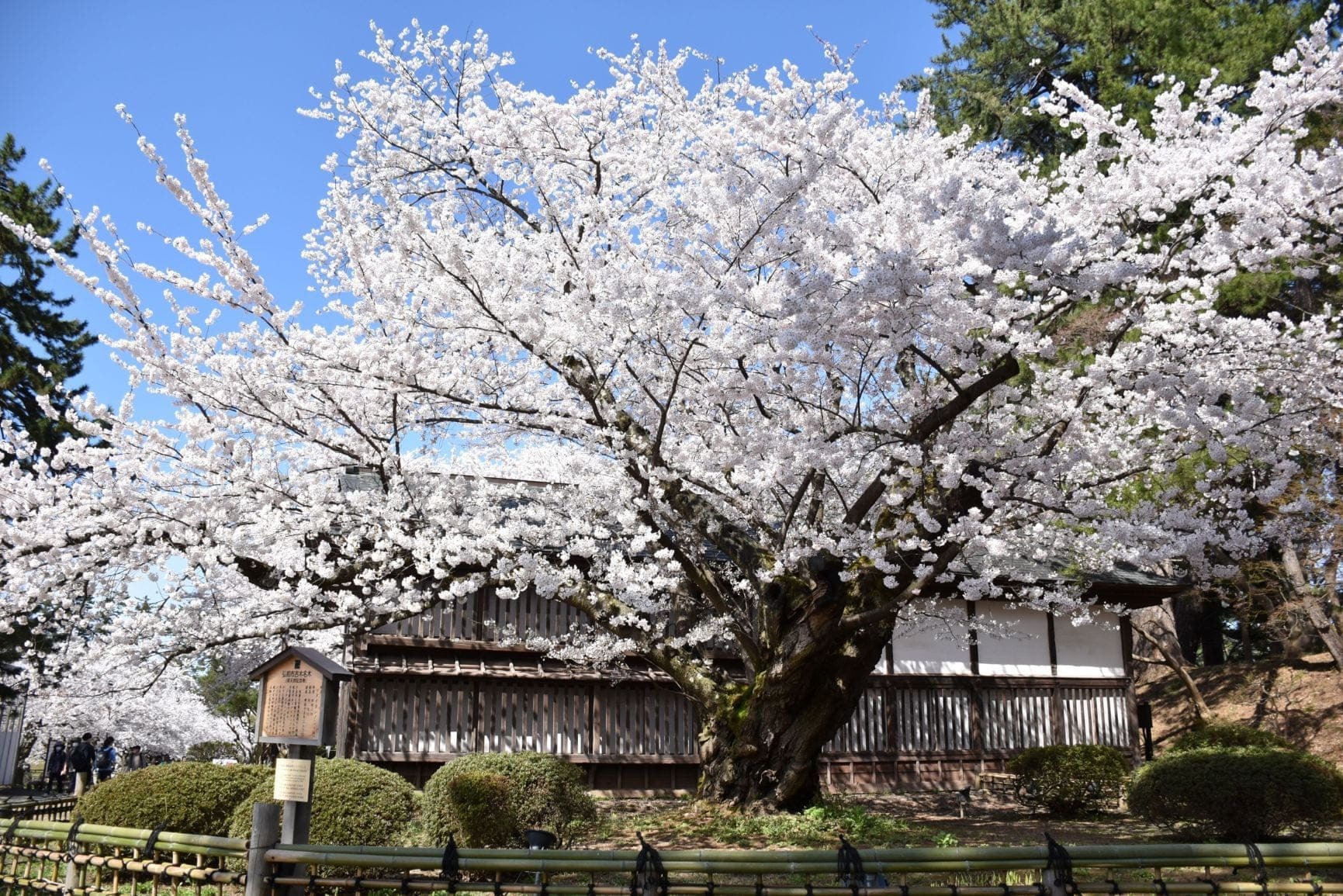弘前公園最長寿のソメイヨシノ