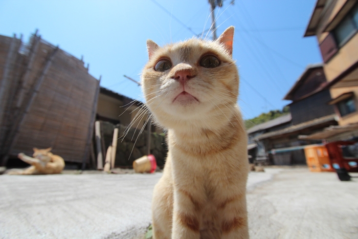 猫ひろしが＜旅チャンネル 猫大使＞として応援！ 旅先で暮らす猫を紹介する番組『旅猫ロマン』旅チャンネル放送