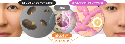 ミトコンドリア研究で新事実