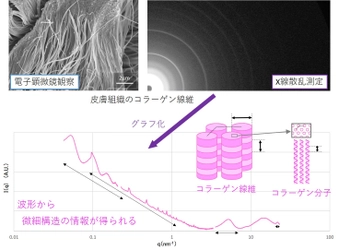 日本メナード化粧品、シンクロトロン光を応用することで 皮膚組織そのままで、コラーゲンの微細構造の解析に成功！