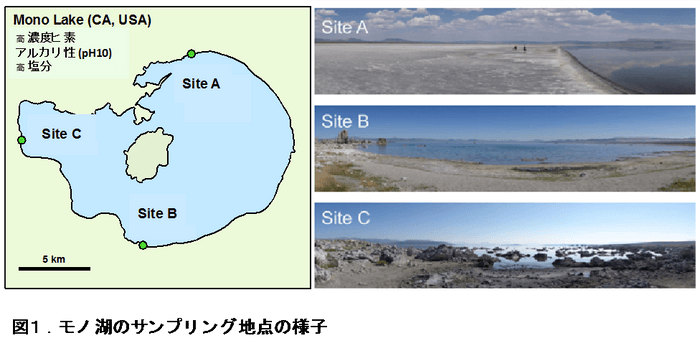 図1(極限環境の湖からヒトの500倍のヒ素耐性を持つ線虫を発見)