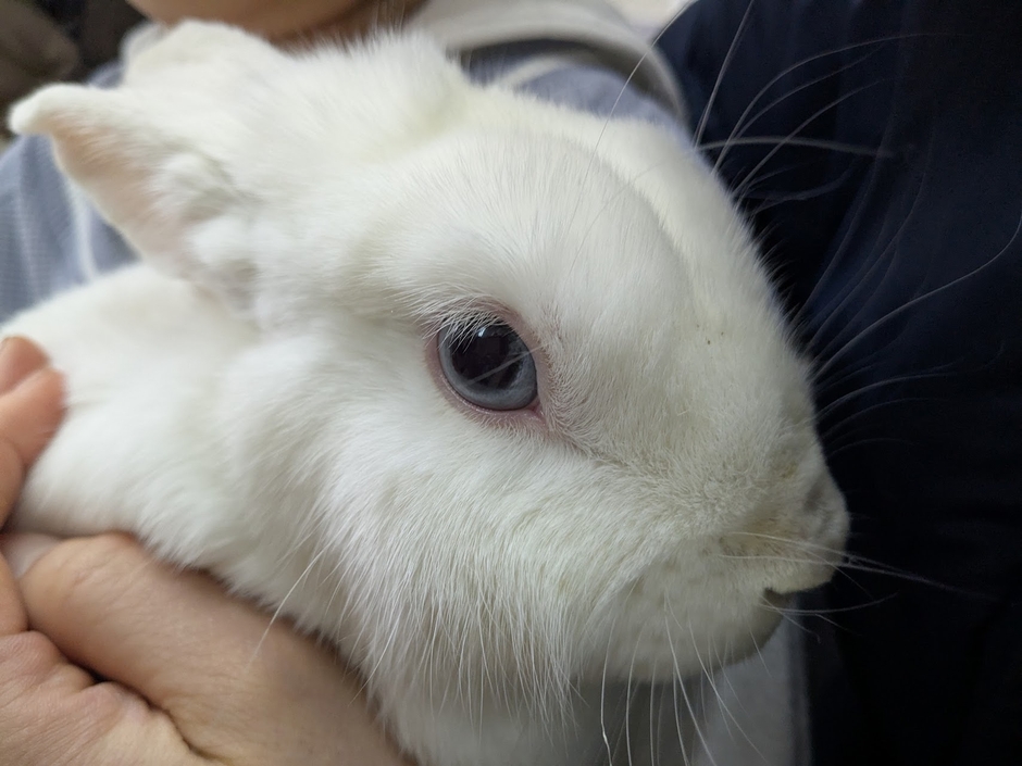 保護うさぎさん