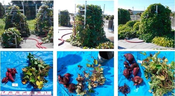 各種肥料を用いた場合のサツマイモ育成の様子（左：液体肥料、中央：未処理下水、右：下水処理水）