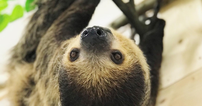 ふと見上げると、そこにはナマケモノが…!