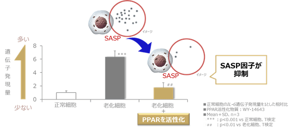図1 PPARの活性化により老化細胞におけるSASP因子の上昇が抑制される
