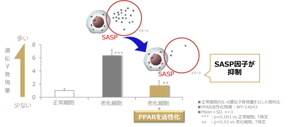 図1 PPARの活性化により老化細胞におけるSASP因子の上昇が抑制される
