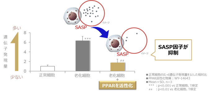 図1 PPARの活性化により老化細胞におけるSASP因子の上昇が抑制される