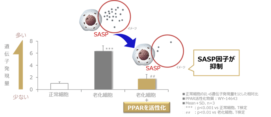 図1 PPARの活性化により老化細胞におけるSASP因子の上昇が抑制される