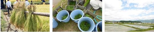 お米の栽培