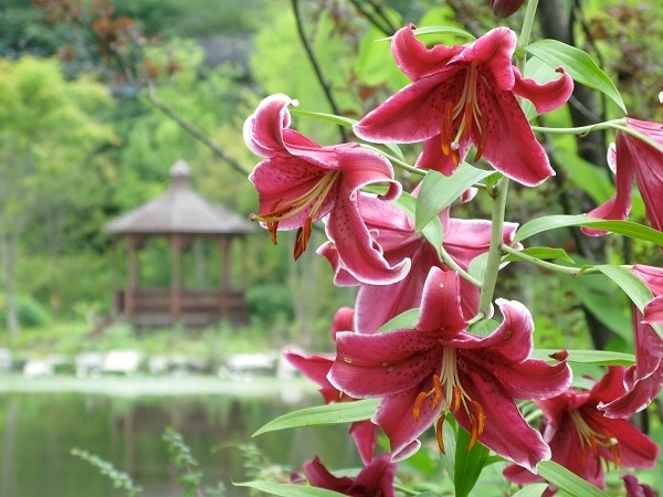 夏 カサブランカ・スターガザール