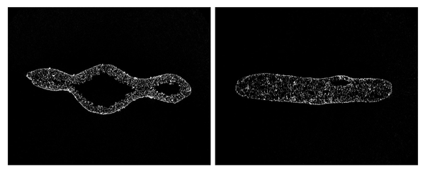 左：『堅焼米菓のCT解析』　右：『ソフト米菓のCT解析』