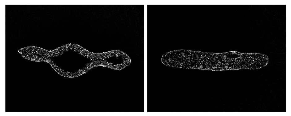 左:『堅焼米菓のCT解析』 右:『ソフト米菓のCT解析』