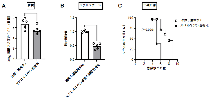 図4 ポリアミンレベルはサルモネラの感染性に影響をおよぼす　（A）通常水あるいはエフロルニチン含有水を飲水したマウスの脾臓内サルモネラ菌数。（B）サルモネラのマクロファージ様細胞内の相対増殖値（通常の細胞用培地における野生株の増殖値を1とする）。（C）サルモネラに感染したマウスの生死判定。*P<0.05、**P<0.01