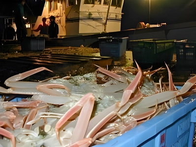 島根県・隠岐諸島「松葉ガニ漁」今年も解禁！11月26日初売り “伝統の篭漁が支える、冬の至宝の鮮度と美しさ”