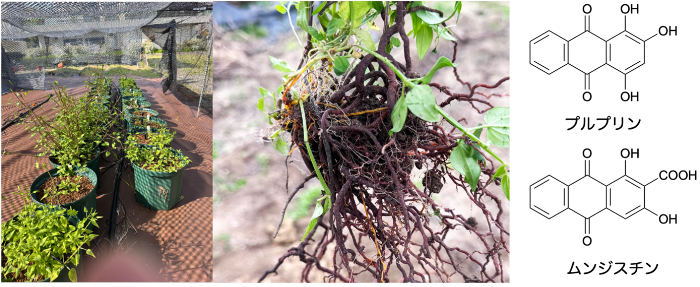 植物染料「ニホンアカネ」から皮膚の老化や炎症を防ぐ成分を特定　肌トラブル改善につながる機能性素材への応用に期待