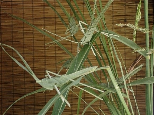 「虫細工教室」で工作したバッタ(昨年の様子)