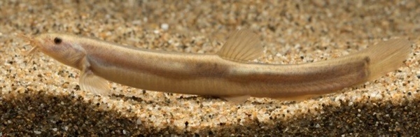 中池見湿地のドジョウ（森宗智彦氏 撮影）