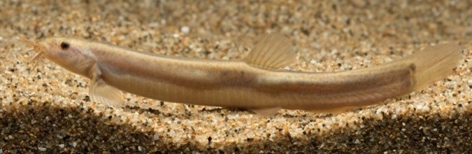 中池見湿地のドジョウ(森宗智彦氏 撮影)