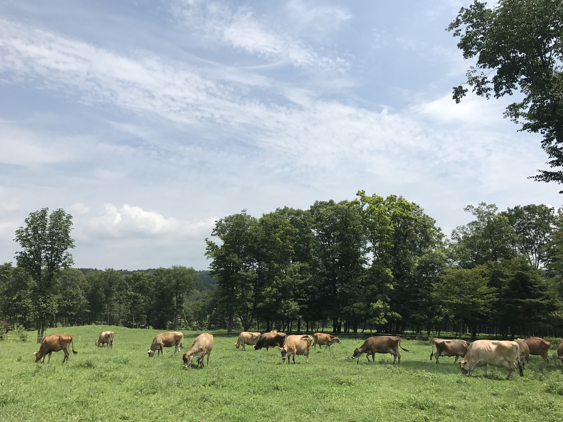 【星野リゾート】行き場を失う生乳のフードロス問題への取り組み ~リゾナーレ那須でミルクジャムの製造を開始・提供予定~