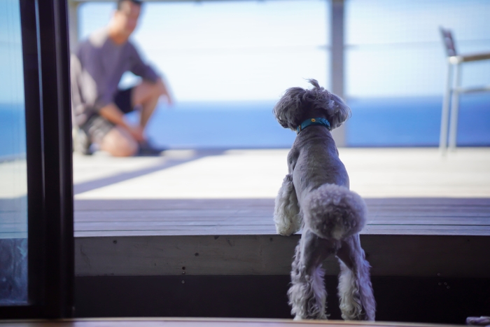 室内から海を一望できるテラスに愛犬も大喜び