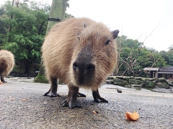 長崎　カピバラ「ほいっぷ」