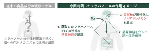 ワインやチョコレートの渋みで記憶力向上、 感覚刺激で作用と判明　 芝浦工大、フラバノールの脳作用メカニズムを解明