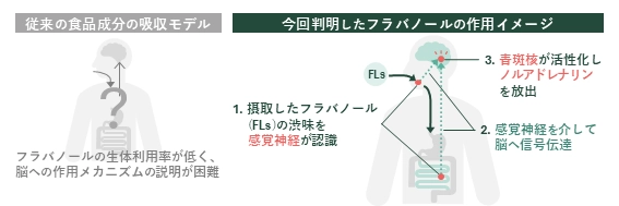 ワインやチョコレートの渋みで記憶力向上、 感覚刺激で作用と判明　 芝浦工大、フラバノールの脳作用メカニズムを解明