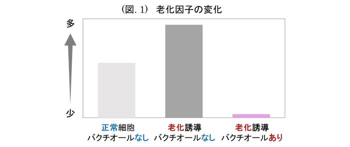 (図. 1) 老化因子の変化