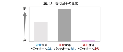 (図. 1) 老化因子の変化