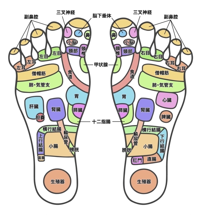 内臓をケアして不調の根本解決を図り健康に導く 大阪堺市に「内臓ケア