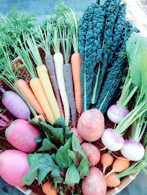 「notoco」農園の新鮮野菜