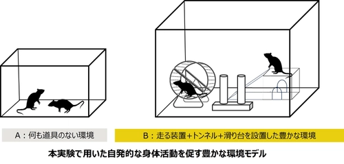 自発的な身体活動により、骨格筋が肥大することを確認 　―豊かな環境が動物モデルに与える影響を検証―