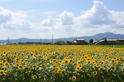 ひまわり畑