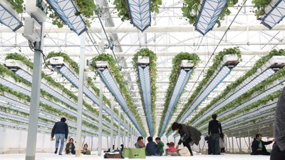 「いちごが宙に浮いている?!空飛ぶいちごハウス」