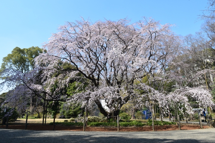 2023年3月15日撮影