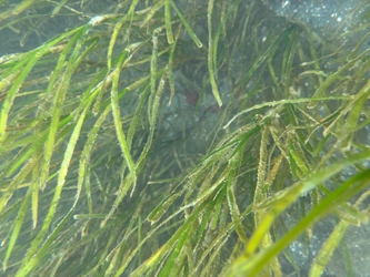 浜名湖のアサリ復活の鍵を握る海草「アマモ」 見学体験商品販売開始と報道機関向け体験会を開催